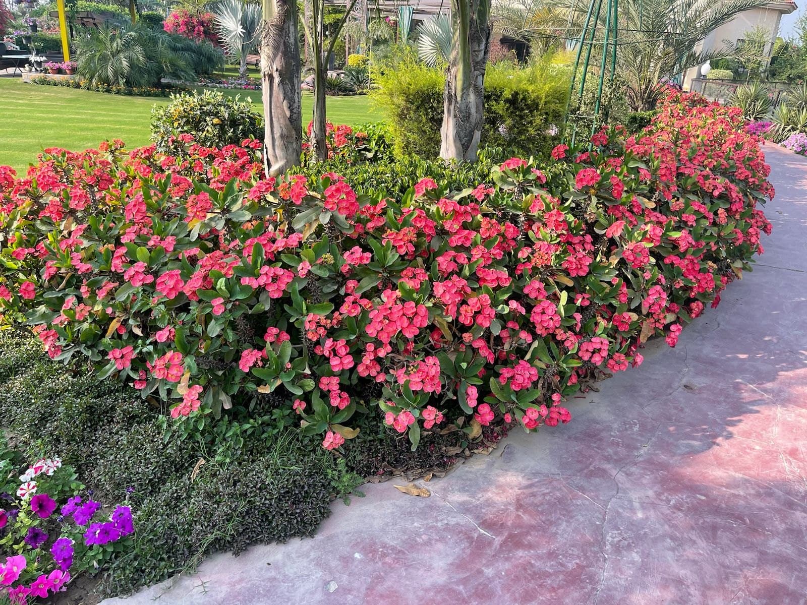Maintained flowering border beside a paved garden route