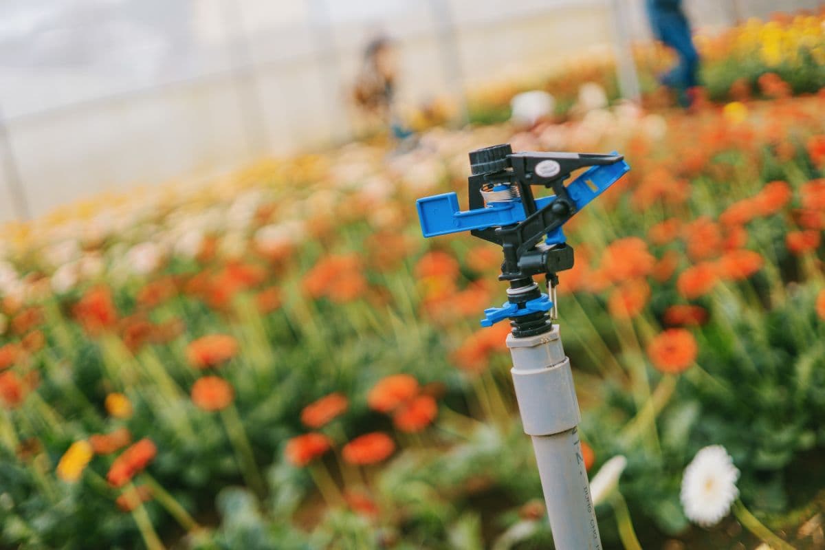 Sprinkler watering flowering plants