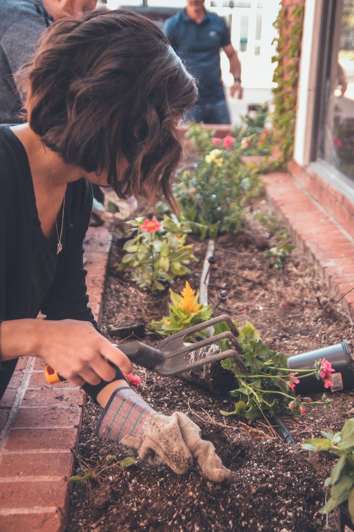 Hands preparing soil around garden plants