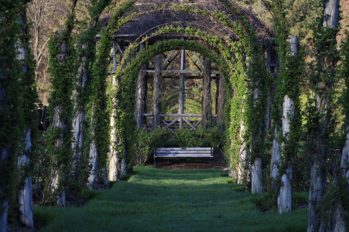 A planted pergola forming a shaded garden structure